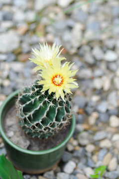 Thelocactus setispinus or Ferocactus hamatacanthus , Miniature Barrel Cactus flower or yellow flower or cactus flower