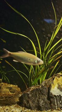 Butterfly Trout Or Barilius Pulchellus Float In Zoo Aquarium. Pulchellus Is Latin Diminutive Meaning Beautiful. Butterfly Trout Common Freshwater Fish Kept As Pets. Small Freshwater Fish. Butterfly