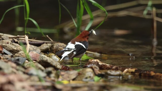 Chestnut-naped Forktail  is an uncommon resident throughout the Thai-Malay Peninsula.