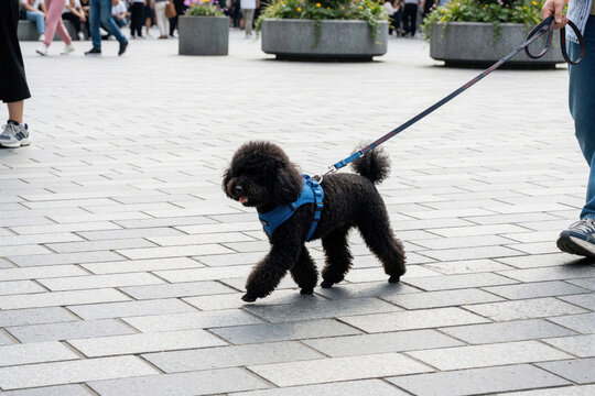 Black toy poodle walks on city street with owner on leash. Small curly dog wears blue harness for urban pet excursion. Enjoying outdoor leisure, daily walk.