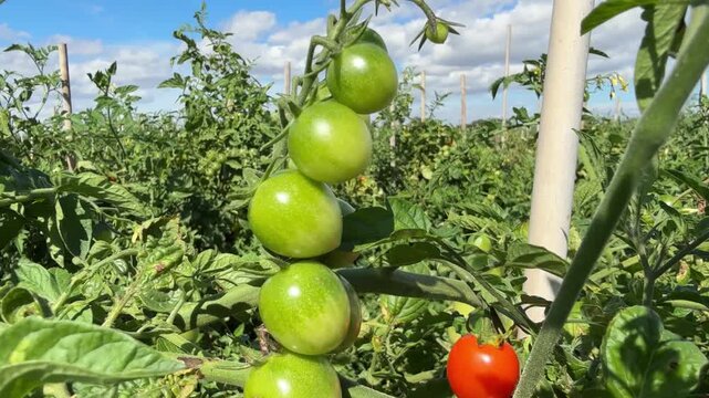 Green and Red Cherry Tomatoes Growing on a Tomato Plant, Close-Up