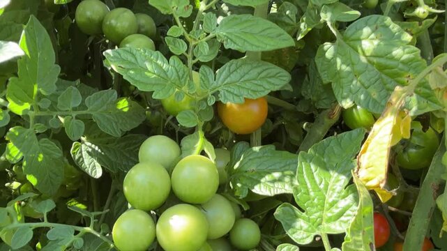Green and Red Cherry Tomatoes Growing on a Tomato Plant, Close-Up