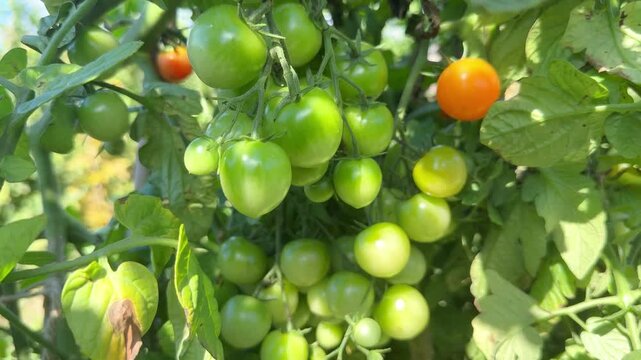Green and Red Cherry Tomatoes Growing on a Tomato Plant, Close-Up