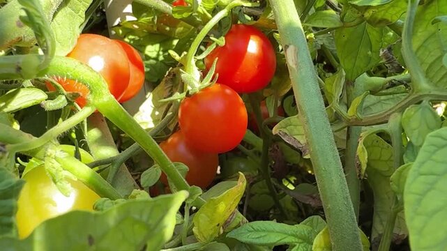 Green and Red Cherry Tomatoes Growing on a Tomato Plant, Close-Up