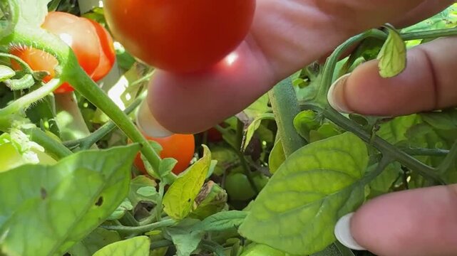 Hand Picking Ripe Cherry Tomatoes from a Garden Plant into a Container

