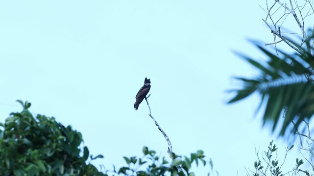 Song of great eared nightjar 
