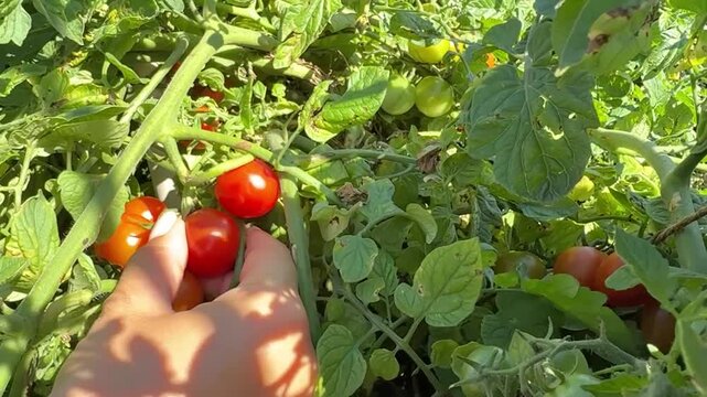 Hand Picking Ripe Cherry Tomatoes from a Garden Plant into a Container

