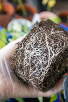 Close-up of a young healthy seedling with a developed root system, showing delicate white roots around the soil and root ball. Gardening and horticulture concept representing plant growth, propagation