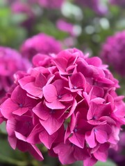Obraz premium Vibrant Pink Hydrangea Flower in Bloom with Soft Blurred Background