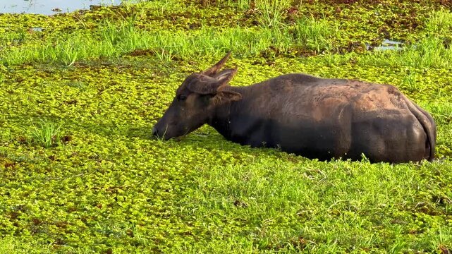 Asian water buffalo in green wetland resting in shallow muddy water among grass and marsh plants, calm animal in natural pond habitat with algae and swamp scene for wildlife 