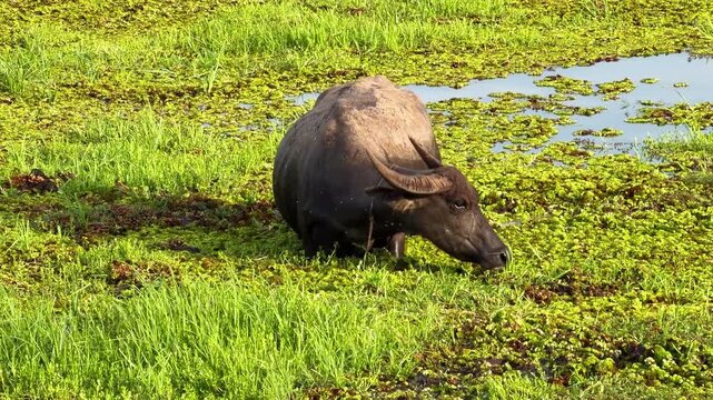 Asian water buffalo grazing in green wetland grass near pond with shallow water and calm natural landscape, solitary animal in natural marsh habitat with lush grass and horn