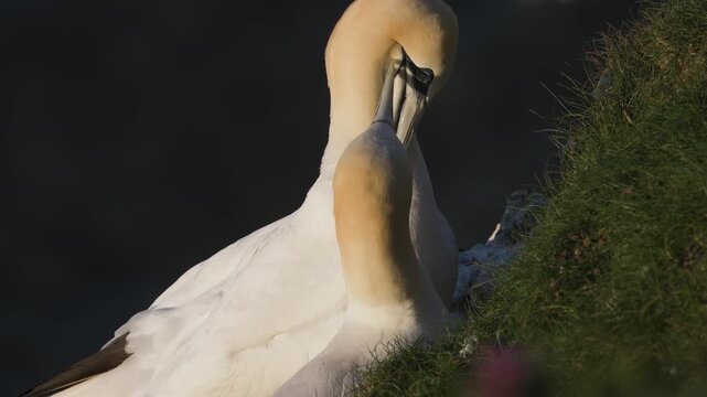 Pair of Northern gannet, Morus bassanus, Bempton Cliffs, Yorkshire, England