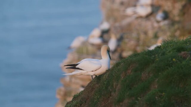 Colony of Northern gannet, Morus bassanus, Bempton Cliffs, Yorkshire, England	