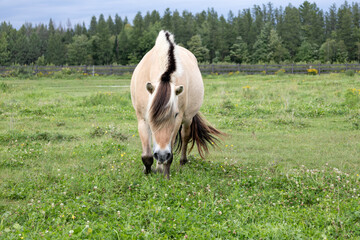 Dun Norwegian Fjord mare with distinctive clipped two-tone mane walking in field during a grey summer afternoon, Pont-Rouge, Quebec, Canada © Anne Richard