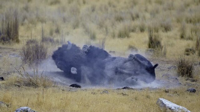 American Bison wallows in dirt