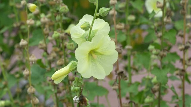 Alcea rugosa, the Russian hollyhock, is a species of flowering plant in the family Malvaceae. It is native to Ukraine, Crimea, south European Russia, and the Caucasus.