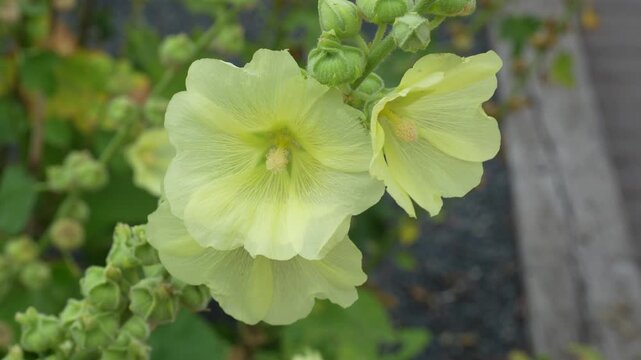 Alcea rugosa, the Russian hollyhock, is a species of flowering plant in the family Malvaceae. It is native to Ukraine, Crimea, south European Russia, and the Caucasus.