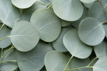 Obraz premium close up of a plant