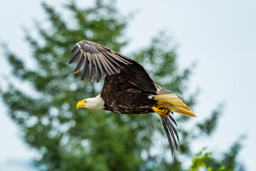 Hoonah Eagle V © AMH Creatives