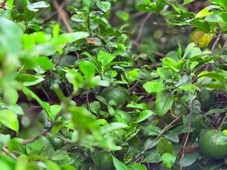 lime on the lime tree. © NannaphatNC