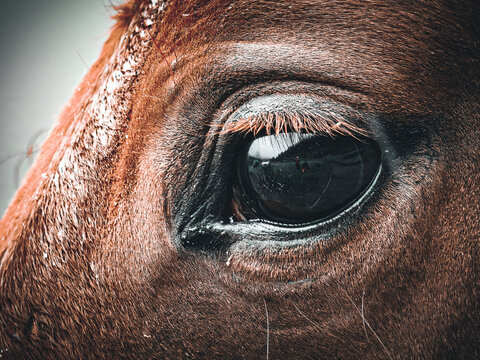 eye of the horse