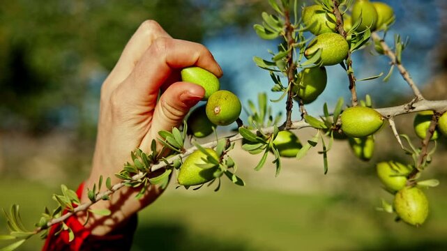 Hand picking fresh argan fruit from an argan tree in Morocco