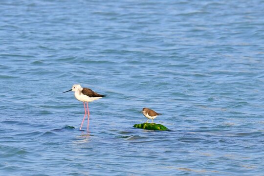 Stilt-billed , Himantopus himantopus , and Common tern, Actitis hypoleucos , perched on algae-covered rocks in shallow water