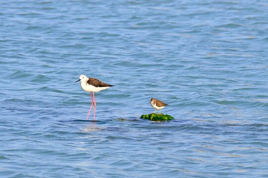 Stilt-billed , Himantopus himantopus , and Common tern, Actitis hypoleucos , perched on algae-covered rocks in shallow water