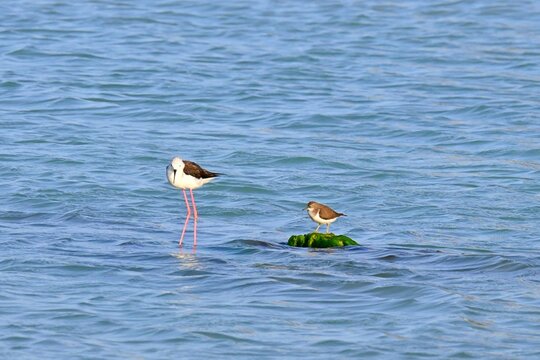 Stilt-billed , Himantopus himantopus , and Common tern, Actitis hypoleucos , perched on algae-covered rocks in shallow water
