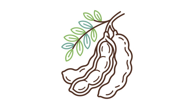 Tamarind Pods Vector Illustration