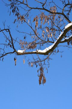 Dry seed pods hang from the snow covered winter branches of a black locust tree against a clear blue sky - latin name - Robinia pseudoacacia
