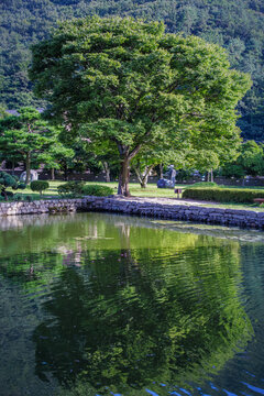 Vertical View of Large Ancient Shade Tree Canopy Reflected in Rippling Pond Water Surrounded by Stone Wall