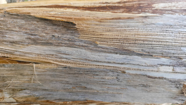 Dried Banana Pseudostem Texture With Layered Fibers For Natural Background Design