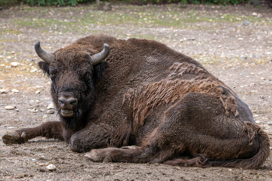 European Bison Lying On The Ground