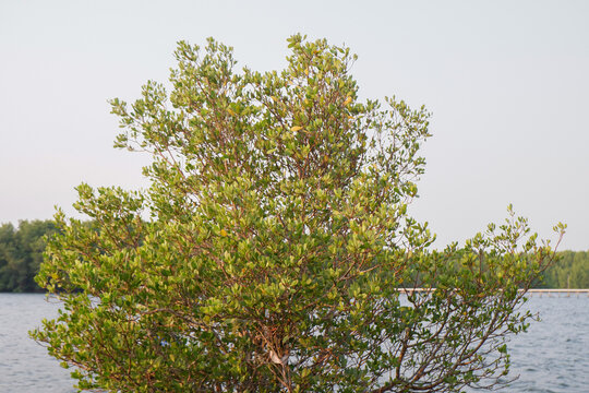 Mangrove Tree Growing on Rocky Coastal Shoreline with Ocean Water and Sky Background for Environmental Conservation and Ecology Projects