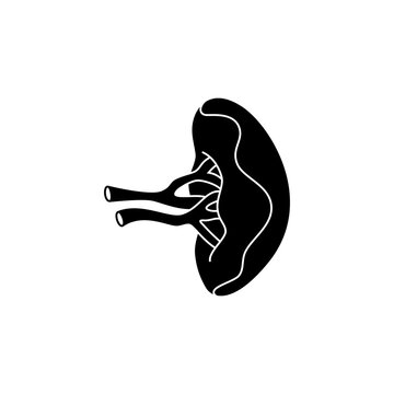 This is a minimalist vector illustration of a Spleen icon, featuring a simple, clean, and solid glyph style. The icon can be used as a symbol, sign, or logo