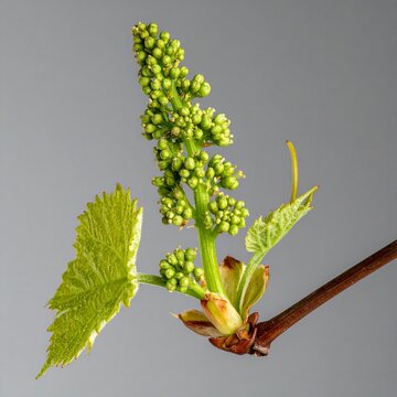 Vine Vitis vinifera Bach Flower