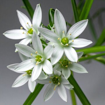 Star Bethlehem Ornithogalum umbellatum Bach Flower 