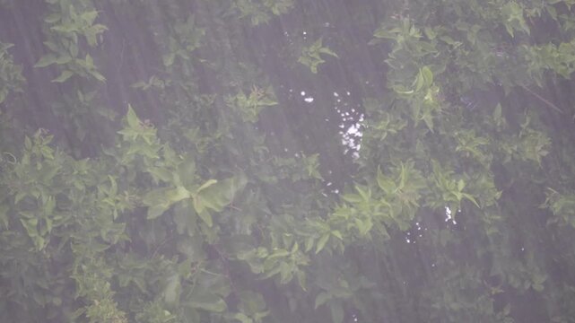 Green leaves and foliage refreshed by heavy rain