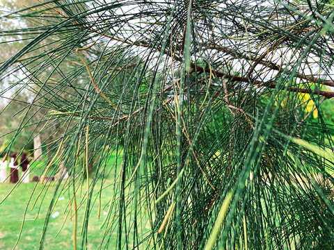 Close-up of dark green pine needles clustered together, their slender texture catching soft sunlight against a softly blurred natural background.
