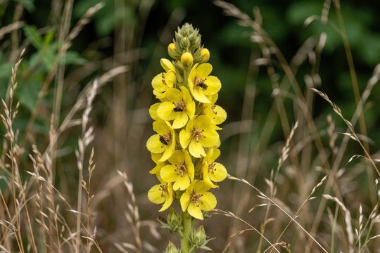 Yellow mullein plant with bright flowers grows in wild field. Verbascum thapsus spike blooms among dry grass in summer. Close up of medicinal wildflower in natural meadow habitat. Botanical detail of