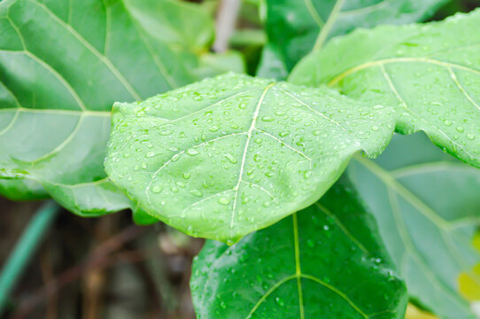 Ficus lyrata Warb or fiddle fig , Ficus lyrata or Ficus and rain drop or rain droplet