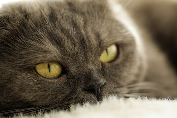 close up portrait of a cat. Kitten. Cat.  © Erika