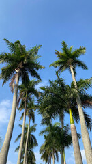 palm trees on the beach © Nadia