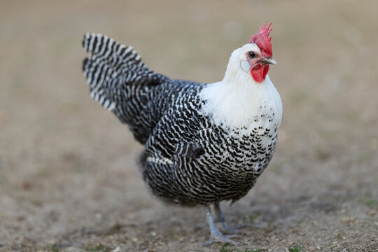 A striking black and white patterned braekel chicken, with a bright red comb and wattles, stands alert on outdoor ground.