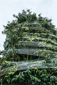 emballage film plastique  , film plastique , usage , v&eacute;g&eacute;tal , arbre , vert , feuillage ,p&eacute;pini&egrave;re , transport , conditionnement  , emballage , art , minimalisme , 
