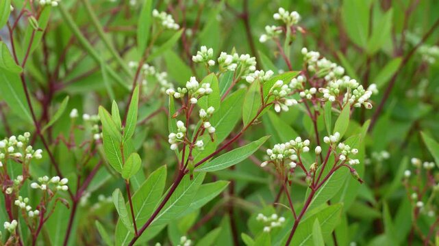 Close-up footage of Apocynum cannabinum, commonly known as Indian hemp or dogbane, amy root, hemp dogbane, prairie dogbane, hemp dogsbane, rheumatism root, dogsbane, or wild cotton. 