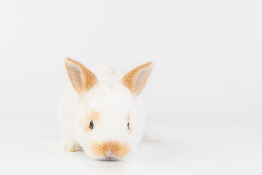 Healthy lovely baby bunny easter white rabbit on white background. Cute fluffy rabbit on white background Lovely mammal with beautiful bright eyes in nature life. Easter Animal symbol concept.
