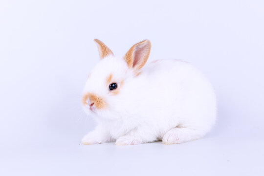 Healthy lovely baby bunny easter white rabbit on white background. Cute fluffy rabbit on white background Lovely mammal with beautiful bright eyes in nature life. Easter Animal symbol concept.