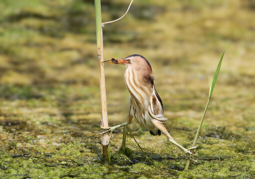 Little Bittern (Ixobrychus minutus) female perching spread-eagled between reed stems in mossy water, holding a small fish in its bill.